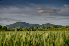 Die Bergstraße - Bild: Thomas Neu